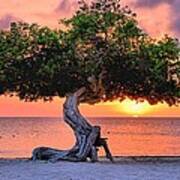 Watapana Tree - Aruba Art Print