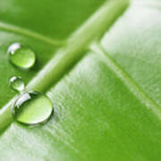 Water Drops On Green Leaf Art Print