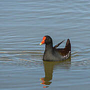 Moorhen Ii Art Print