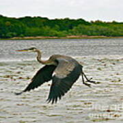 Water Fowl On The Wing Art Print