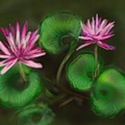 Water Lilies Art Print