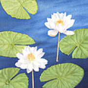 Water Lilies Art Print