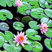 Water Lillies -- Inspired By Monet-2 Art Print