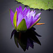 Water Lily #12 Art Print