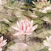 Water Lily In Lake Art Print