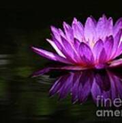 Water Lily Reflection Art Print