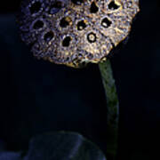 Water Lily Seed Pod Art Print