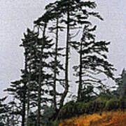 Weathered Fir Tree Above The Ocean Art Print