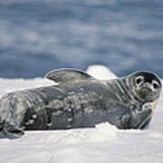 Weddell Seal Pup Half Moon Island Art Print