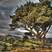 Welsh Tree Art Print