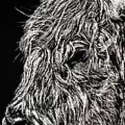 West Highland Cattle Scratch Art High Park Zoo Metal Print by
