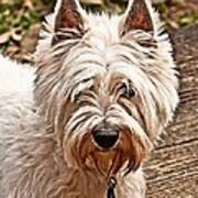 West Highland White Terrier Art Print