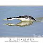 Western Grebe Defensive Display Art Print