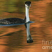 Western Grebe Art Print