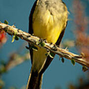 Western Kingbird Art Print