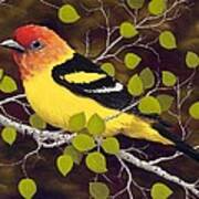 Western Tanager Art Print