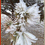 Western Themed Christmas Card Pine Needles And Ice Art Print