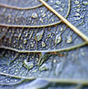 Wet Leaf Art Print
