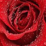 Wet Red Rose Art Print