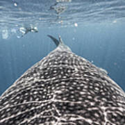 Whale Shark Expedition Art Print