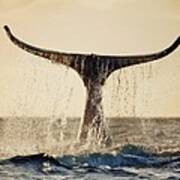 Whale Tail At Sunset Art Print