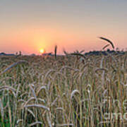 Wheat Field Sunrise Art Print