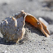 Whelk Shell In The Sand Art Print