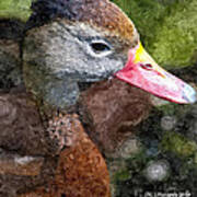 Whistling Duck Art Print