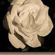 White Acrylic Rose Art Print