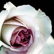 White And Magenta Rose Art Print