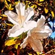 White Azaleas - Early To Bloom, Early Art Print