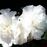 White Begonia Art Print