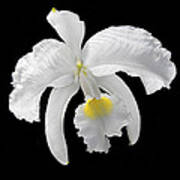White Cattleya Orchid Art Print