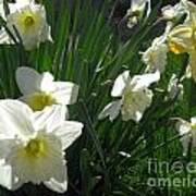White Daffodils Art Print