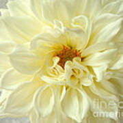 White Dahlia Art Print