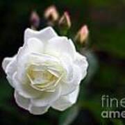 White Dawn Rose Art Print