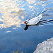 White Duck On White Clouds Art Print