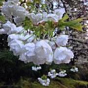 White Flowering Dogwood And Spring Greens Art Print