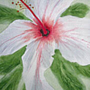White Hibiscus Flower Art Print