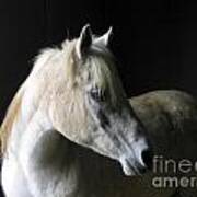 White Horse In Profile Art Print