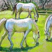 White Horses Grazing Art Print