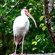 White Ibis Art Print