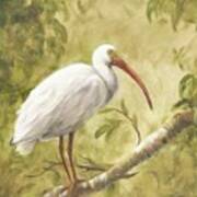 White Ibis Art Print