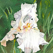 White Iris Art Print