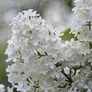 White Lilacs In Bloom Art Print