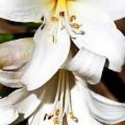 White Lilies Art Print