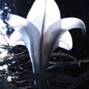 White Lily By Jan Marvin Art Print