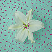 White Lily On Patterned Background Art Print