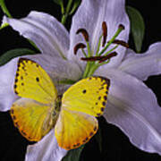 White Lily With Yellow Butterfly Art Print