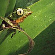 White-lined Leaf Frog Amazonian Ecuador Art Print